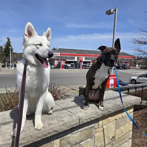 Classic biothane dog leash