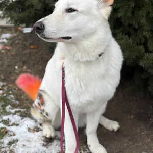 Biothane Traffic Handle