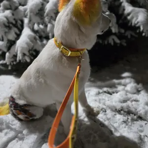 Two Tone Collar and Leash Combo