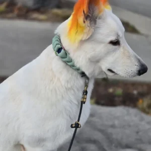 Braided Biothane Dog Collar